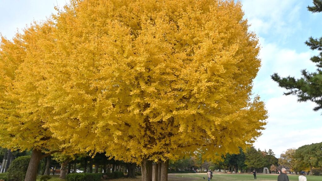 musashino kokubunji park